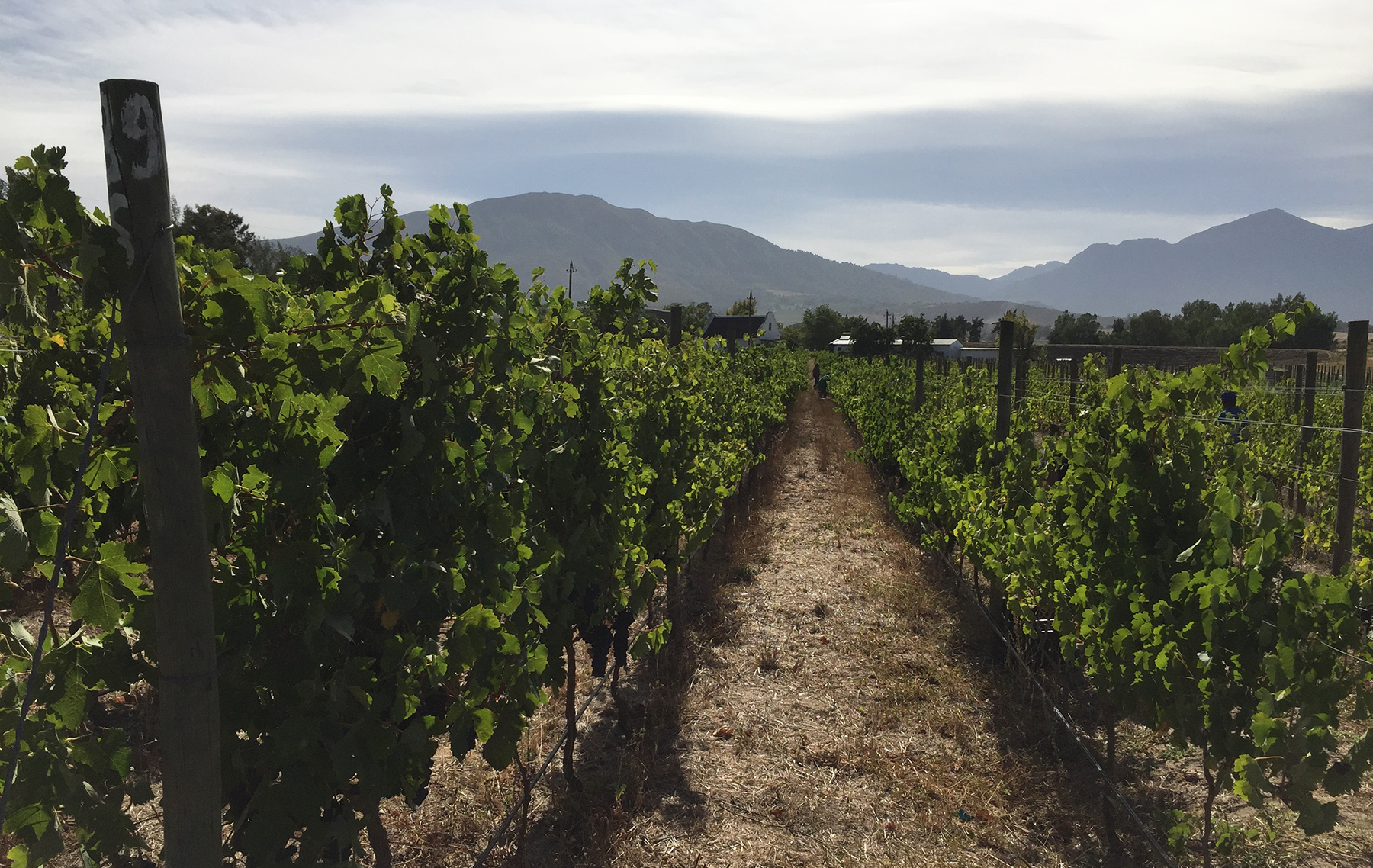 Jacaranda Wine Estate